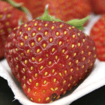 日本国内｜表面処理・機能性材料関連企業